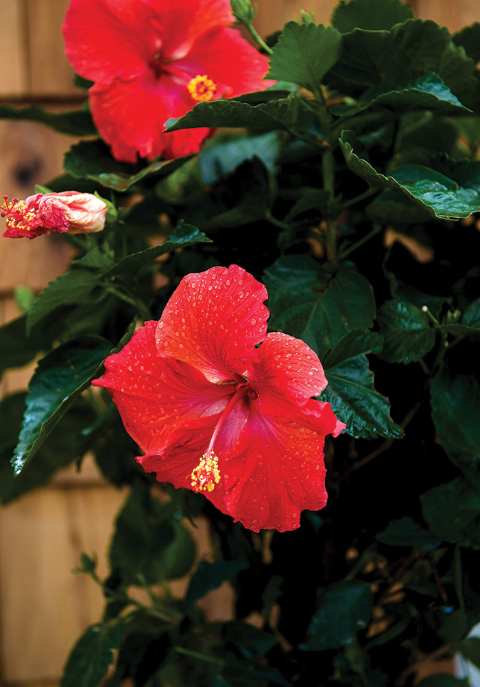 Details of Red Hibiscus Plants